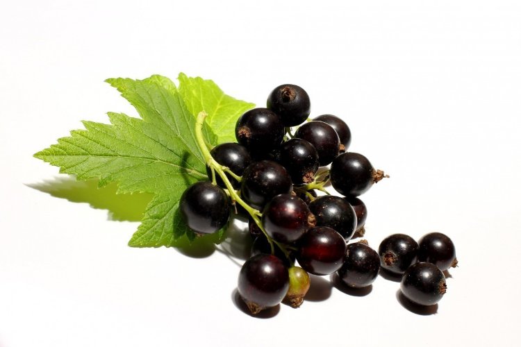 Гидролат Черной Смородины  